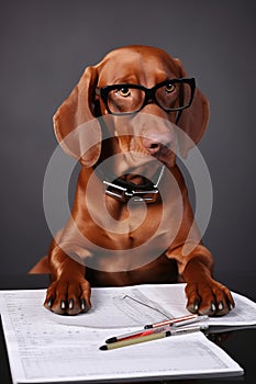 Dog accountant with glasses and documents