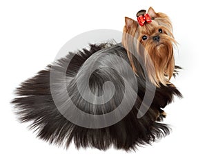 Dog with accurately combed hair