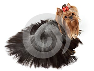 Dog with accurately combed hair photo