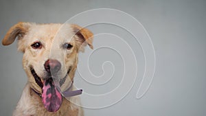 A dog acting for the camera to choose his portrait. The happy dog named Kaoklong.