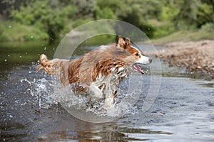 the dog is actively running on the water and drops are flying to the sides.