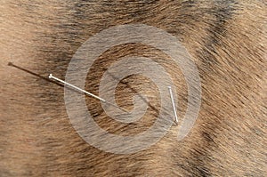 Dog acupuncture