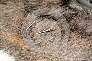 Dog acupuncture