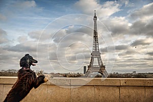 Dog admiring the Eiffel Tower in Paris, France