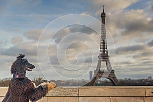 Dog admiring the Eiffel Tower in Paris, France