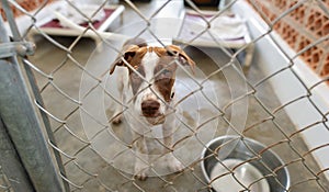 Dog Adopt Rescue Animal Adoption Shelter Kennel Puppy Adopt Adorable Pets Looking Sad