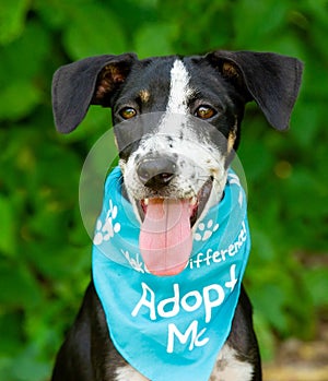 Dog Adopt Rescue Animal Vertical