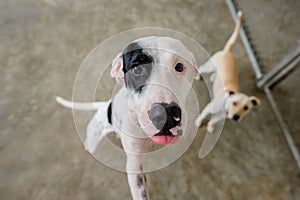 Dog Adoption Rescue Animal Shelter Abuse