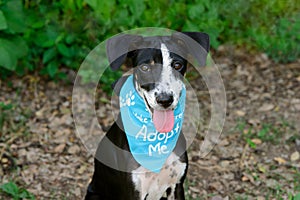 Dog Adoption Rescue Animal Shelter