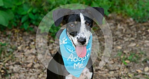 Dog Adoption Rescue Animal Shelter