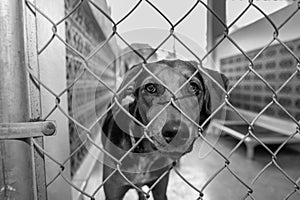 Dog Adoption Rescue Sad Animal Shelter Pet Adopt Kennel Black And White