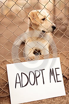 Dog for adoption sitting in cage in shelter