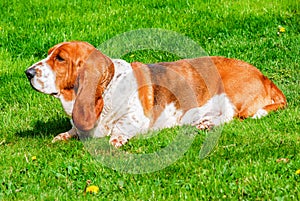 Dog, adorable female healty basset hound tricolor with brown, dark and white  on green grass filed in sunny day, summer season,