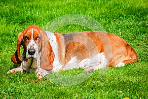 Dog, adorable female healty basset hound tricolor with brown, dark and white  on green grass filed in sunny day, summer season,