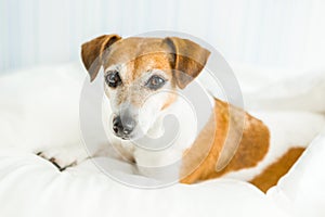 Dog adorable Jack Russell terrier looking Attentive,