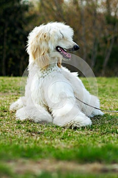 Dog Afghan Hound