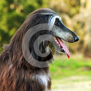 Dog Afghan Hound