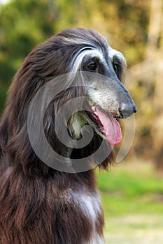 Dog Afghan Hound