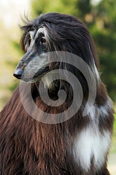 Dog Afghan Hound