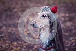 Dog, Afghan hound with a flower in a hair