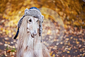 Dog, Afghan hound in a funny fur hat,