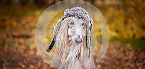 Dog, Afghan hound in a funny fur hat, against the background of the autumn forest.