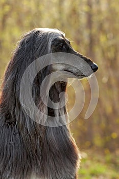 Dog Afghan Hound in profile