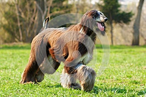 Dog Afghan Hound runs