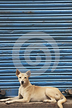 Dog Against Blue Shutter