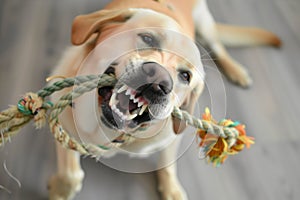 dog aggressively tugging on a rope toy photo