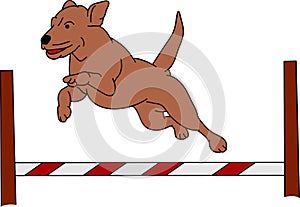 Dog agility