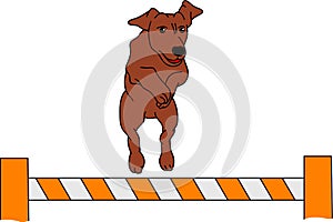 Dog agility