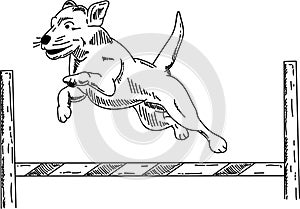 Dog agility