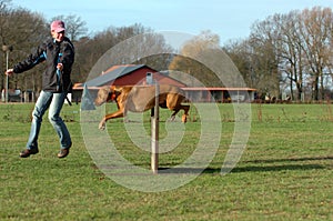 Dog at agility