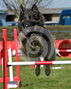 Dog Agility