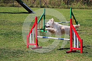 Dog agility