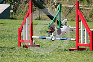 Dog agility