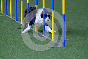Dog agility in action. The dog is crossing the slalom sticks on synthetic grass track. The dog breed is the border collie.