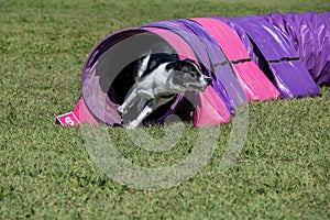 Dog agility in action. The dog exiting the tunnel.