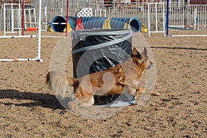 Dog agility: the barrel