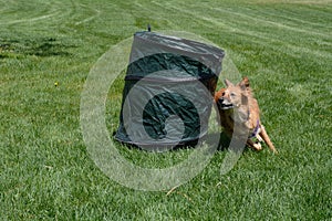 Dog agility barrel practice