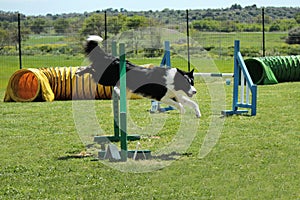 Dog agility