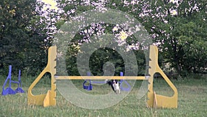 Dog agility, border collie jumps over barriers under the supervision of a girl handler, slow motion shooting