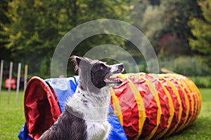 Dog agility. Border collie obedience training