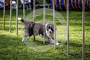 Dog agility. Border Collie running at obstacle course