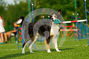 Dog at the Agility Competition