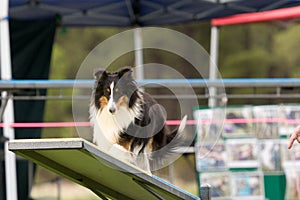 Dog Agility Competition photo