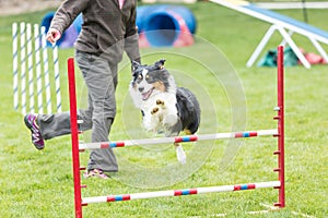 Dog in an agility competition