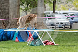 Dog in an agility competition