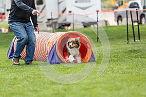 Dog in an agility competition